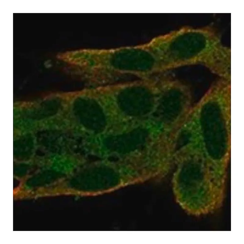 Merck Anti-S100G antibody produced in rabbit