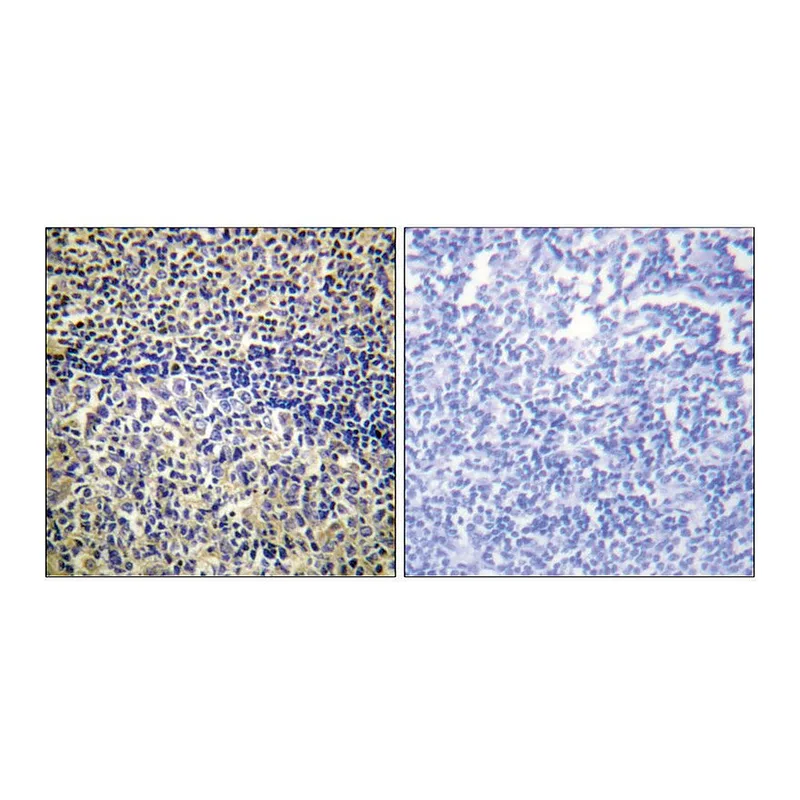 Merck Anti-p47 PHOX antibody produced in rabbit