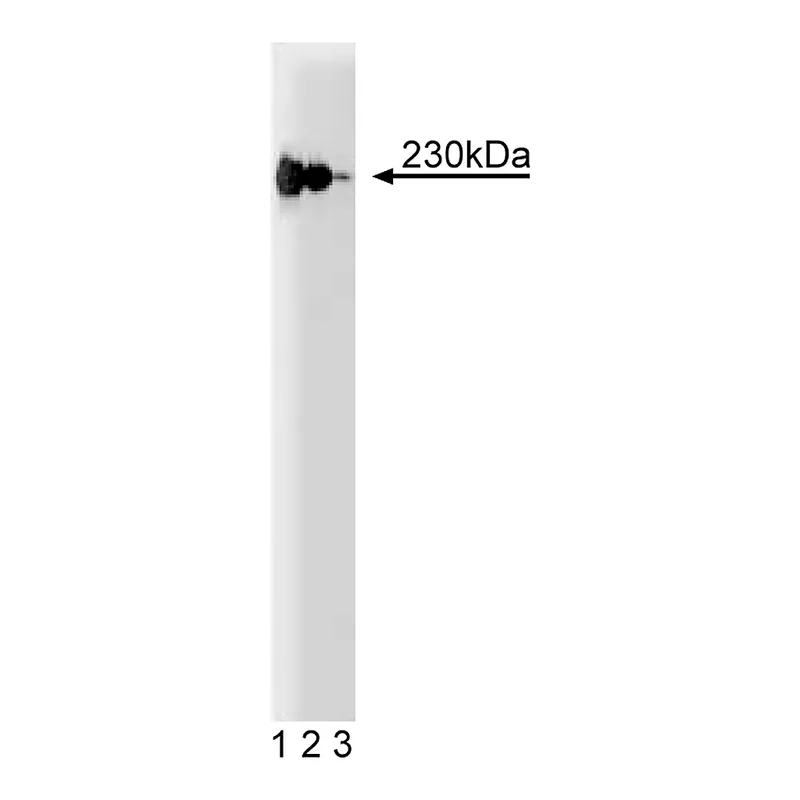 BD Purified Mouse Anti-Human p230 trans Golgi