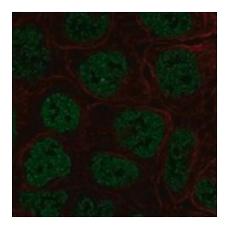 Merck Anti-TBX3 antibody produced in rabbit