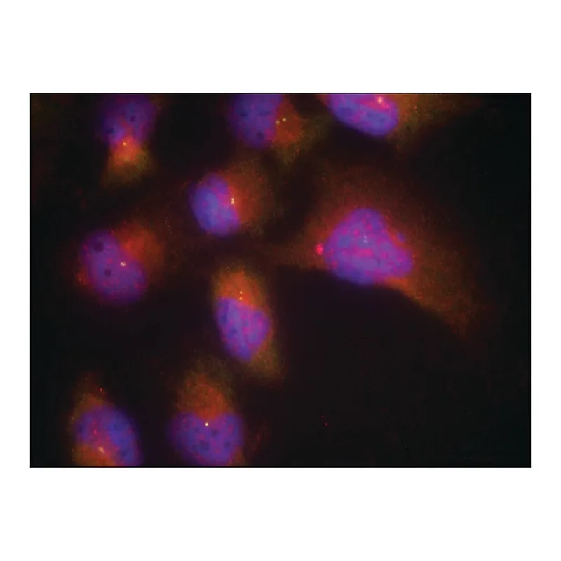 Merck Anti-phospho-NTRK2 (pTyr515) antibody produced in rabbit