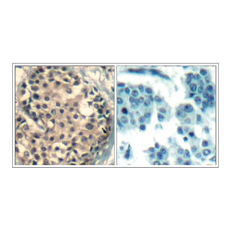 Merck Anti-phospho-HDAC9/HDAC4/HDAC5 (pSer246/pSer259/pSer220) antibody produced in rabbit