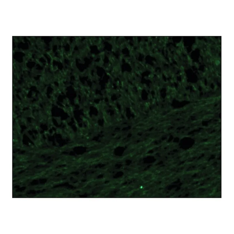 Merck Anti-Neurofilament 160 antibody, Mouse monoclonal