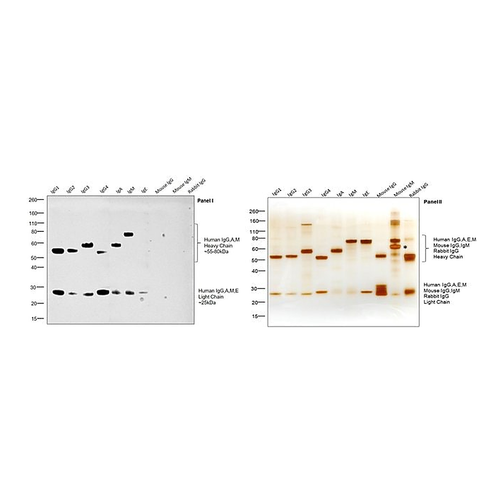 Thermo Fisher Scientific Goat anti-Human IgG, IgM, IgA (H+L) Secondary Antibody