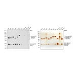 Thermo Fisher Scientific Goat anti-Human IgG, IgM, IgA (H+L) Secondary Antibody