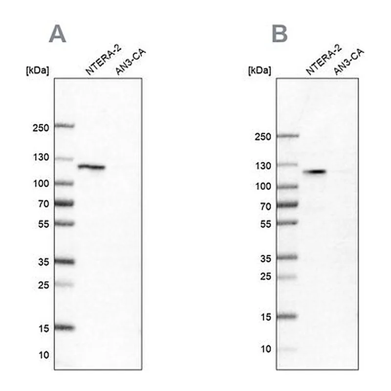 Merck Anti-HSPH1 antibody produced in rabbit