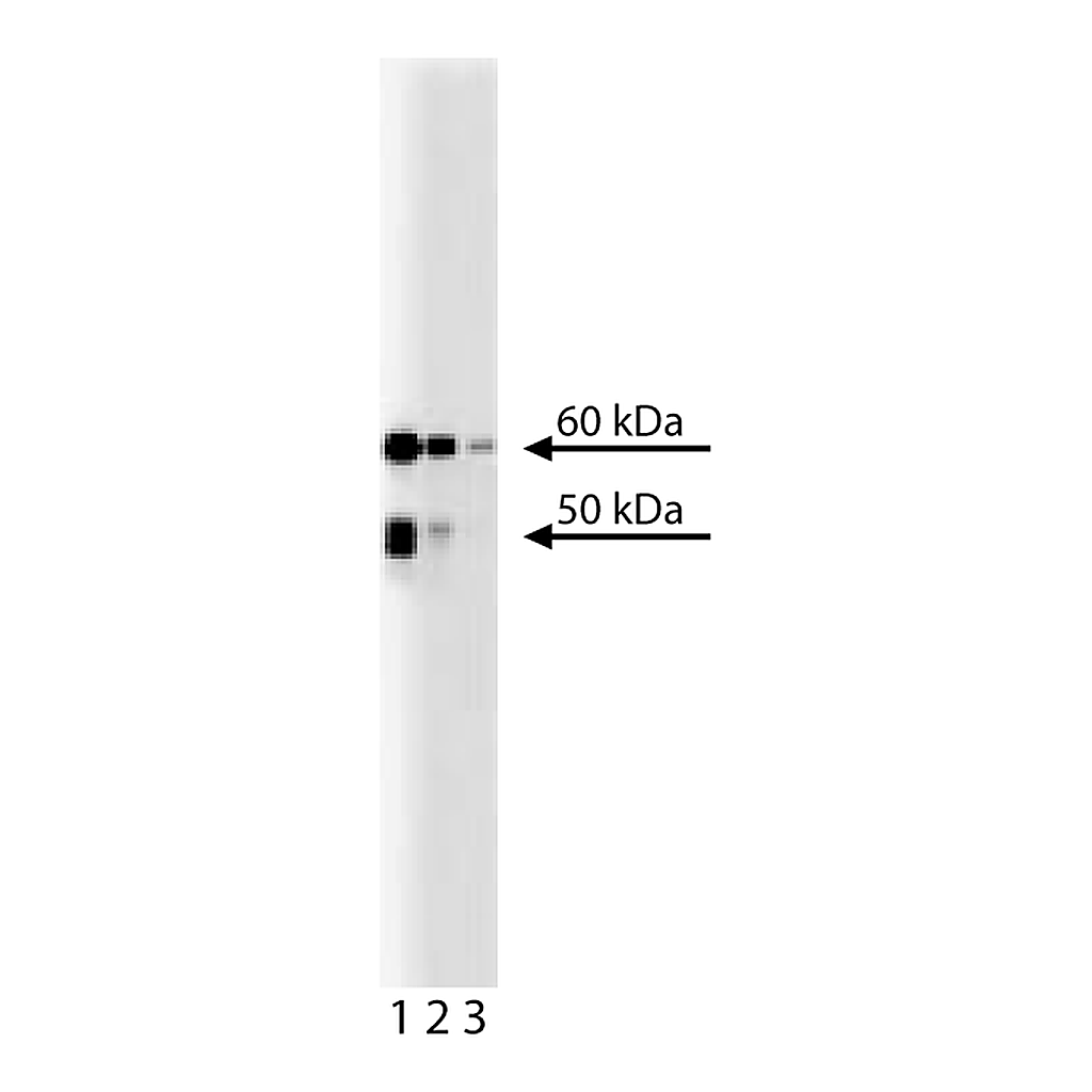 BD Purified Mouse Anti-Chk2