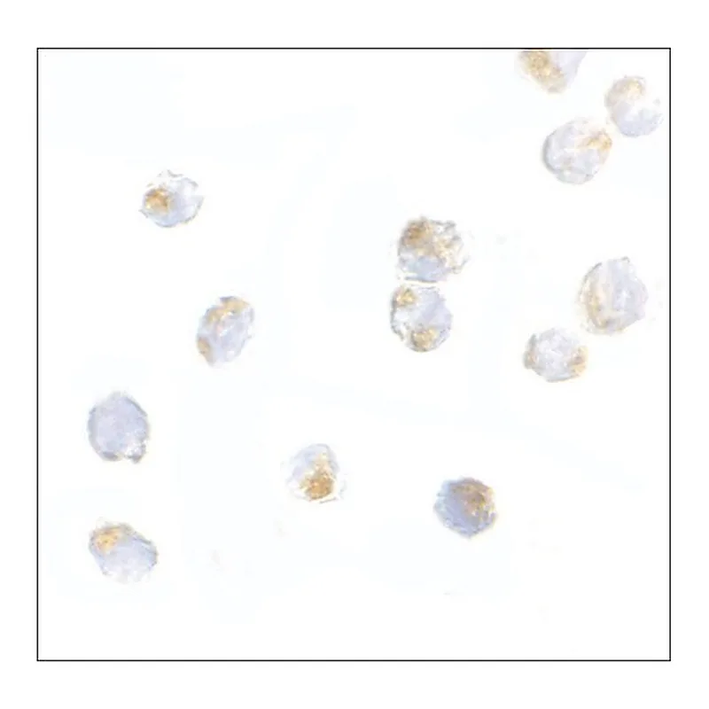 Merck Anti-ORAI2 antibody produced in rabbit