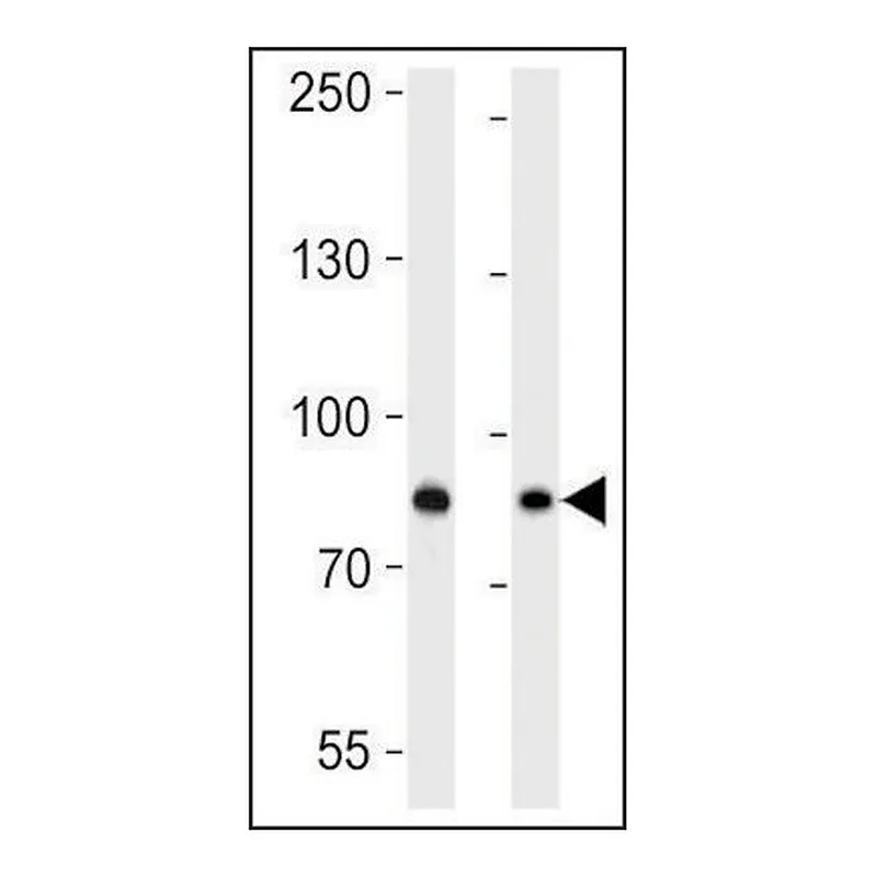 Merck ANTI-USP51 (CENTER) antibody produced in rabbit