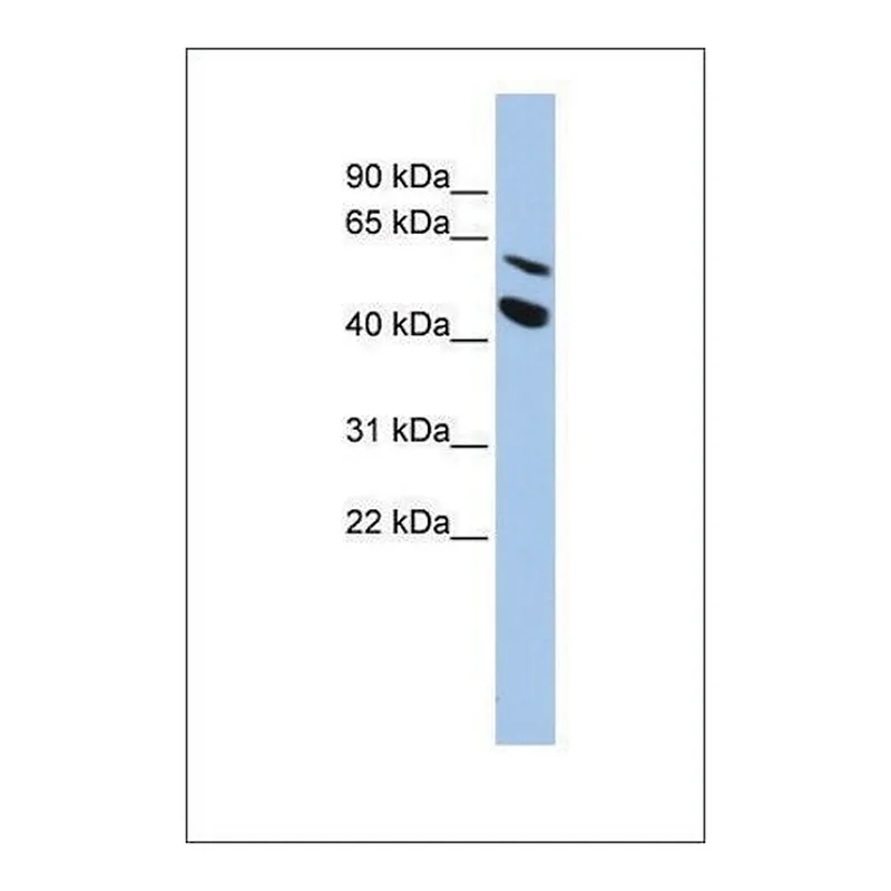 Merck Anti-MMP24 antibody produced in rabbit