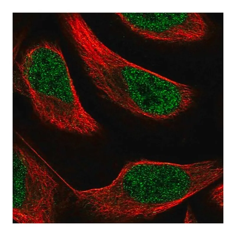 Merck Anti-PAX8 antibody produced in rabbit