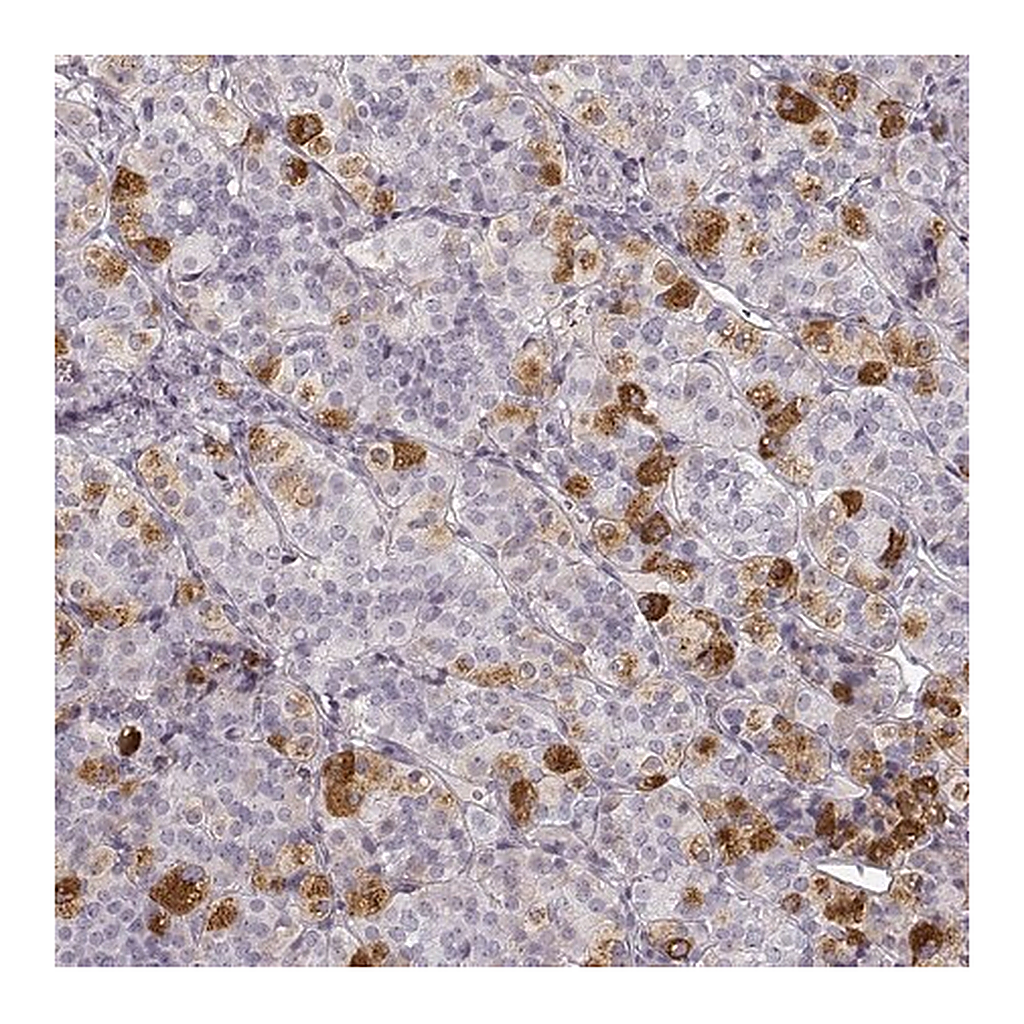 Merck Anti-PRLHR antibody produced in rabbit