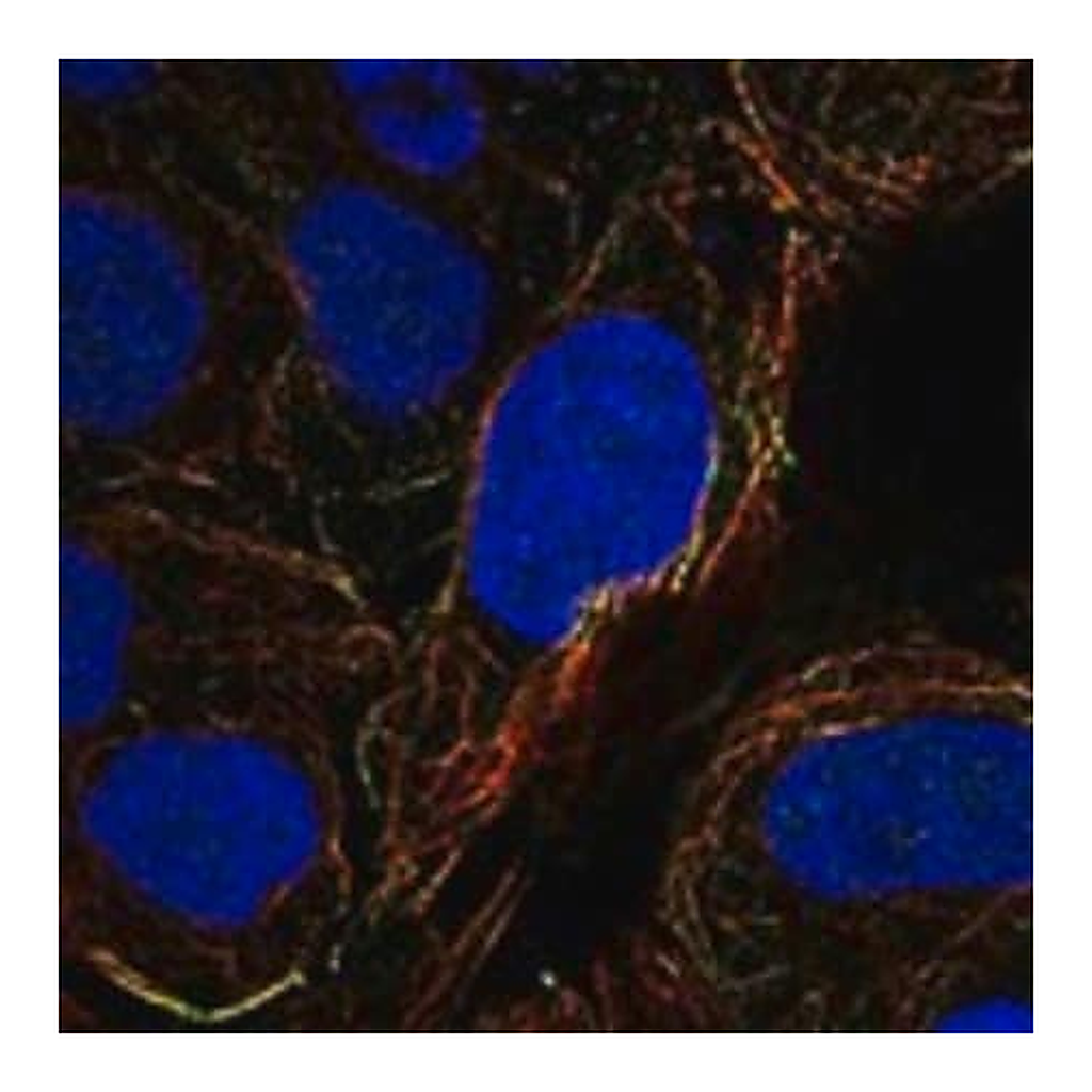 Merck Anti-OVGP1 antibody produced in rabbit