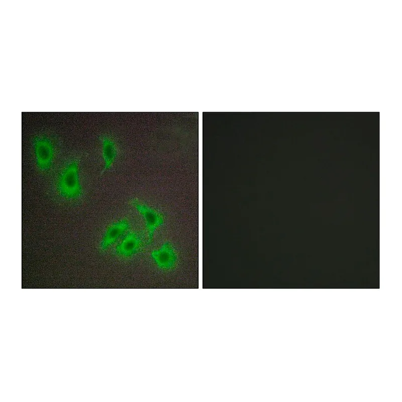 Merck Anti-BCLW antibody produced in rabbit