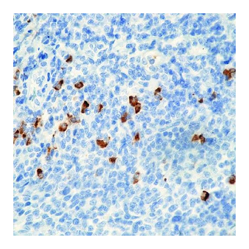 Thermo Fisher Scientific Mouse anti-Human IgA (Heavy chain) Secondary Antibody