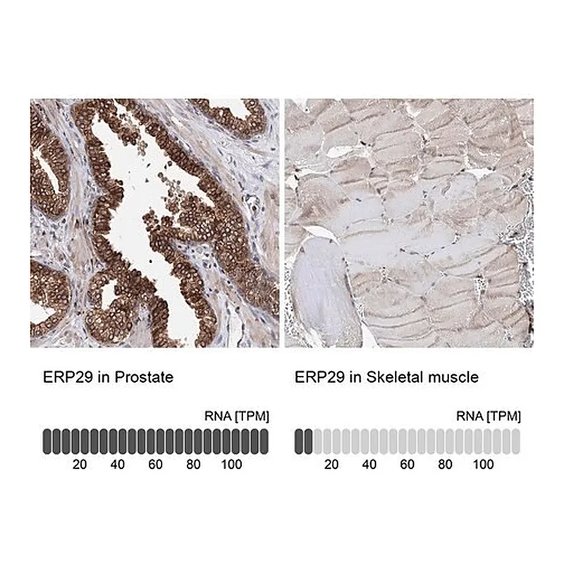 Merck Anti-ERP29 antibody produced in rabbit