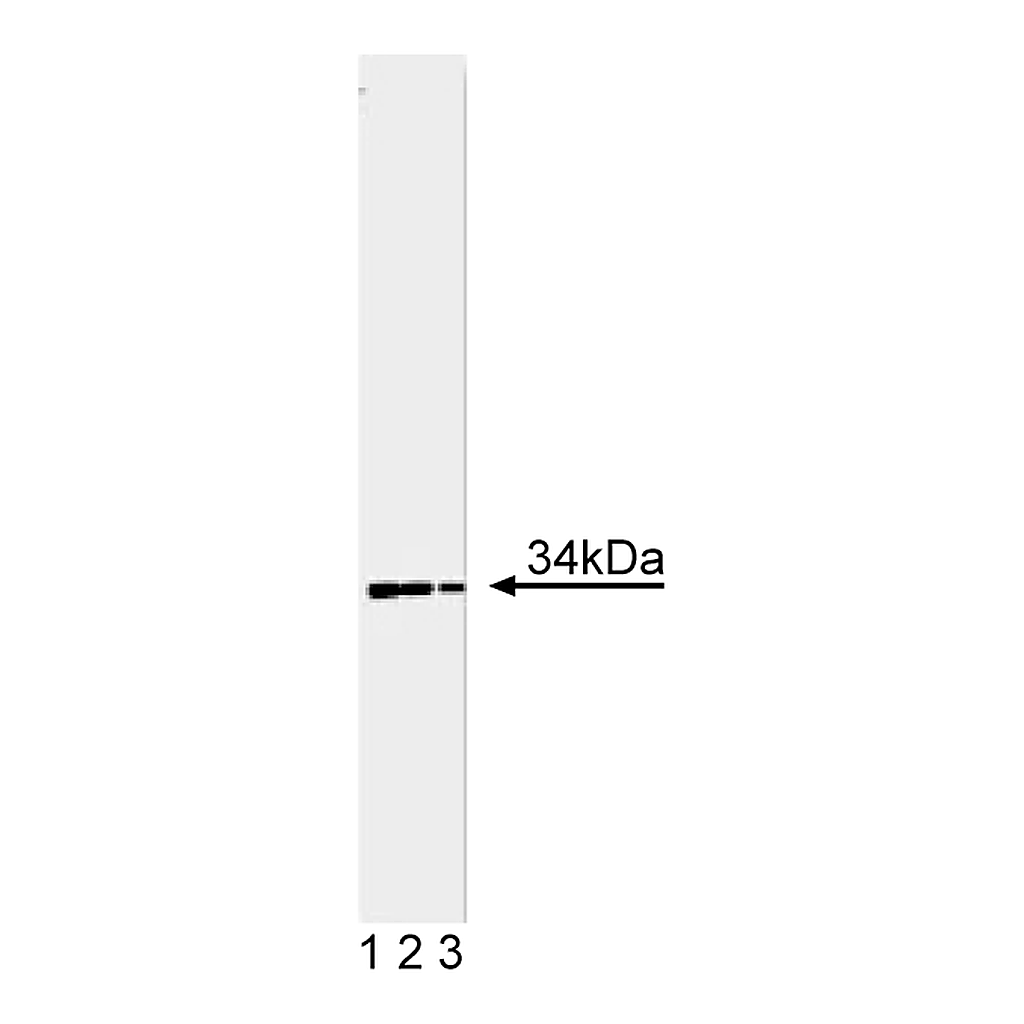 BD Purified Mouse Anti-Cdk1