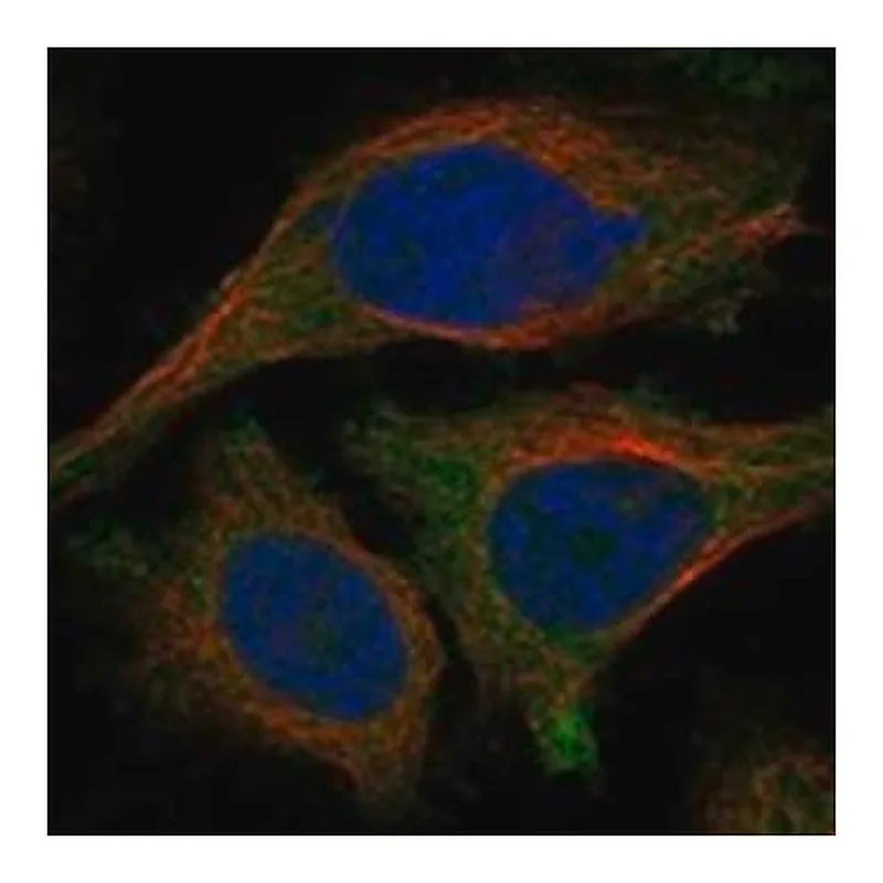 Merck Anti-TULP2 antibody produced in rabbit