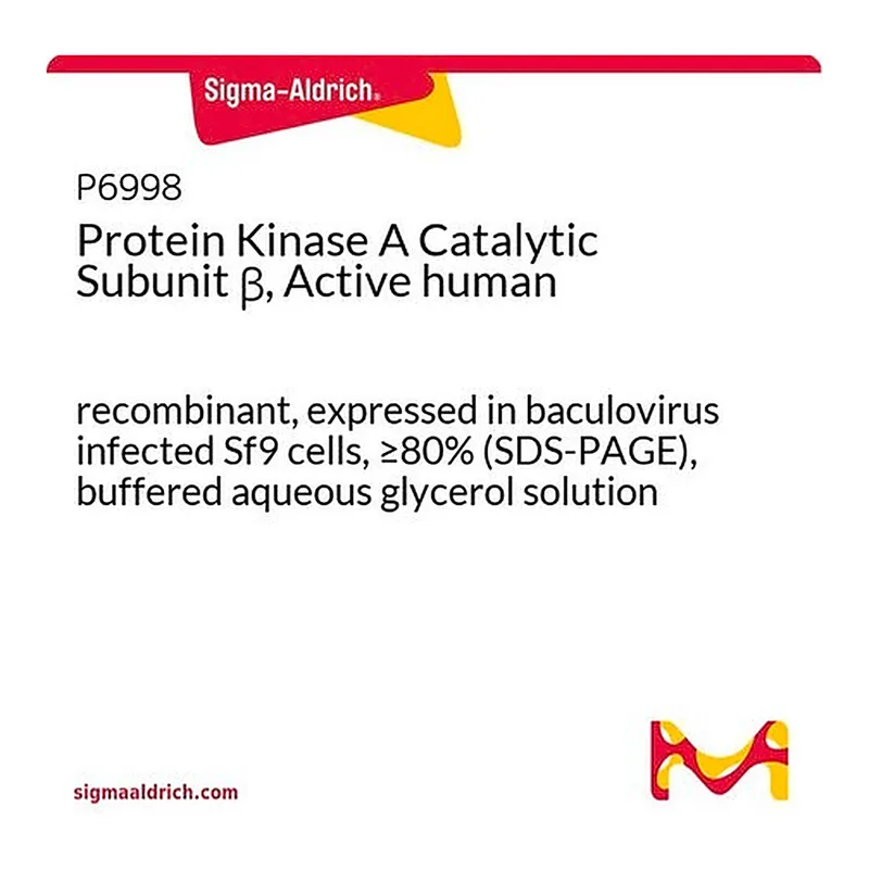 Merck Protein Kinase A Catalytic Subunit beta, Active human