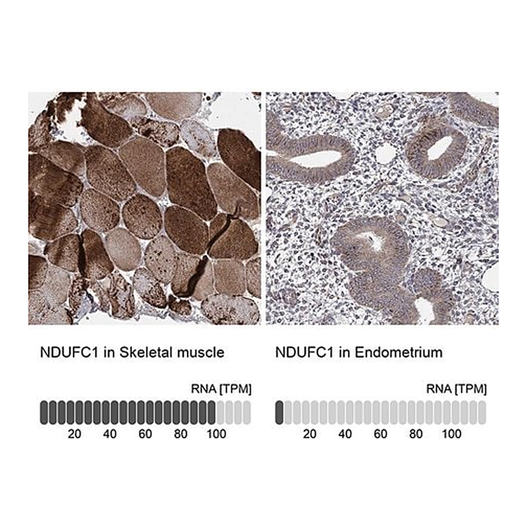 Merck Anti-NDUFC1 antibody produced in rabbit