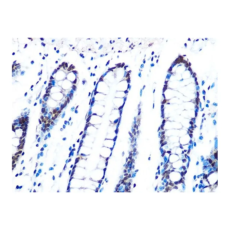 Merck Anti-DYNLL1 antibody produced in rabbit