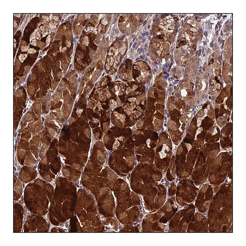 Merck ANTI-CTD-2006C1.2