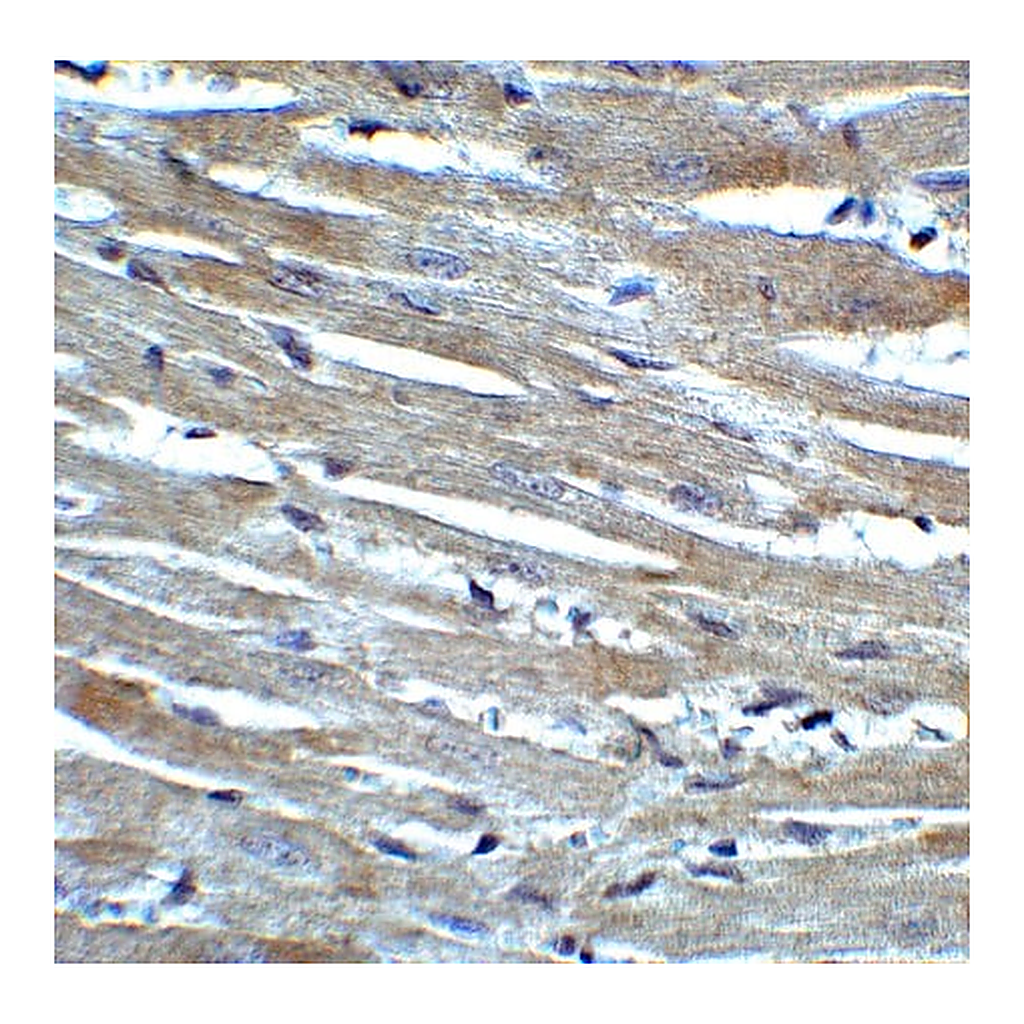 Merck Anti-CX3CR1 antibody produced in rabbit
