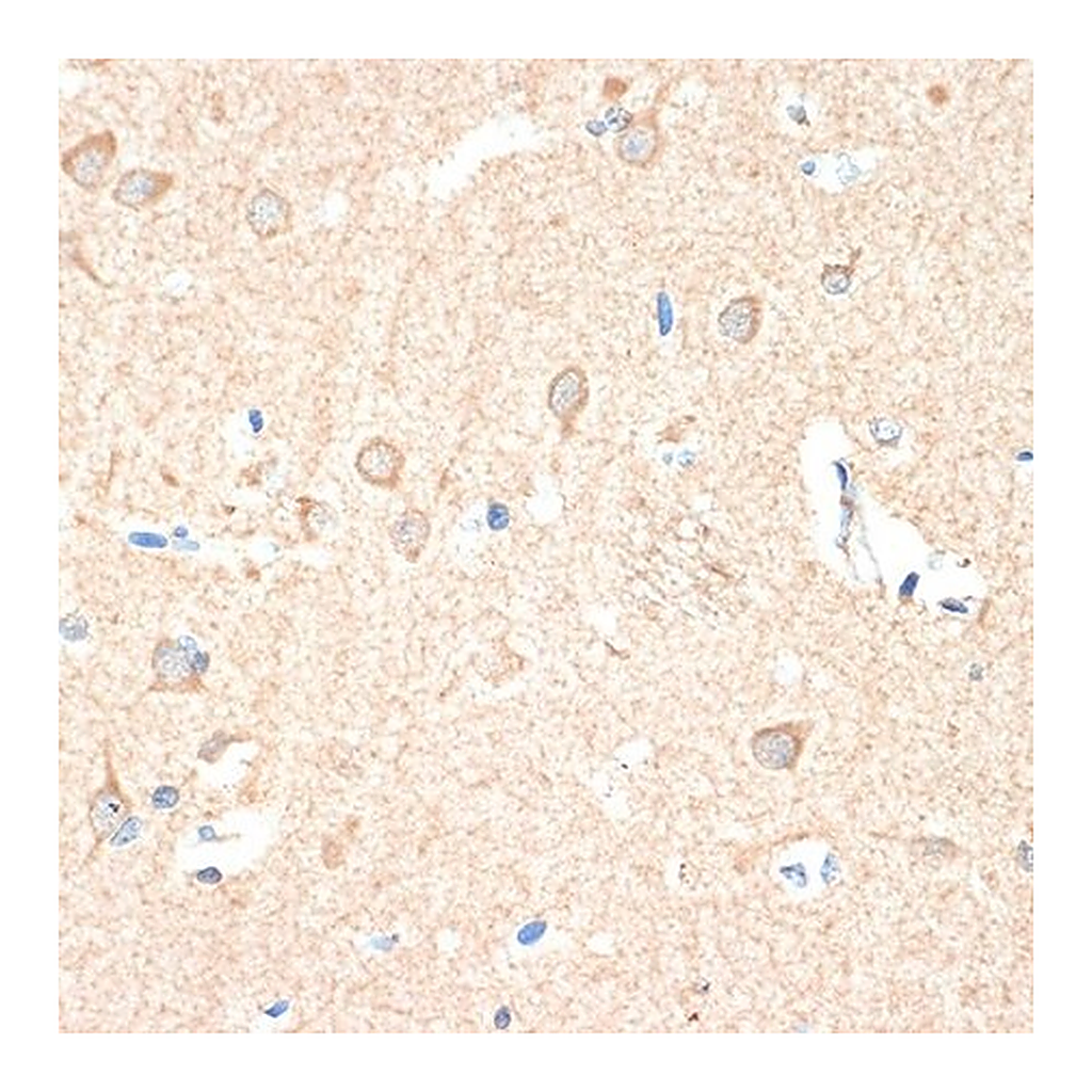 Merck Anti-Guanylyl Cyclase beta 1 (GUCY1B3) antibody produced in rabbit