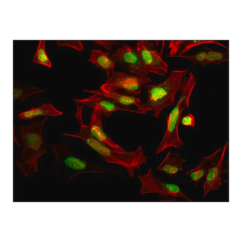 Merck Anti-SUMO-1 antibody produced in rabbit