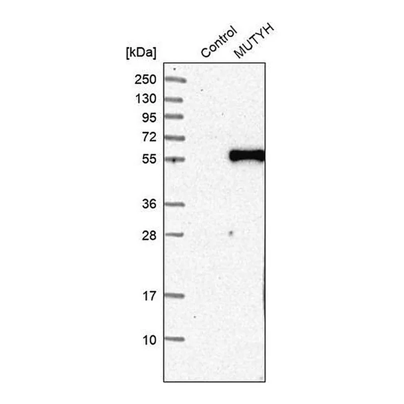 Merck Anti-MUTYH antibody produced in rabbit
