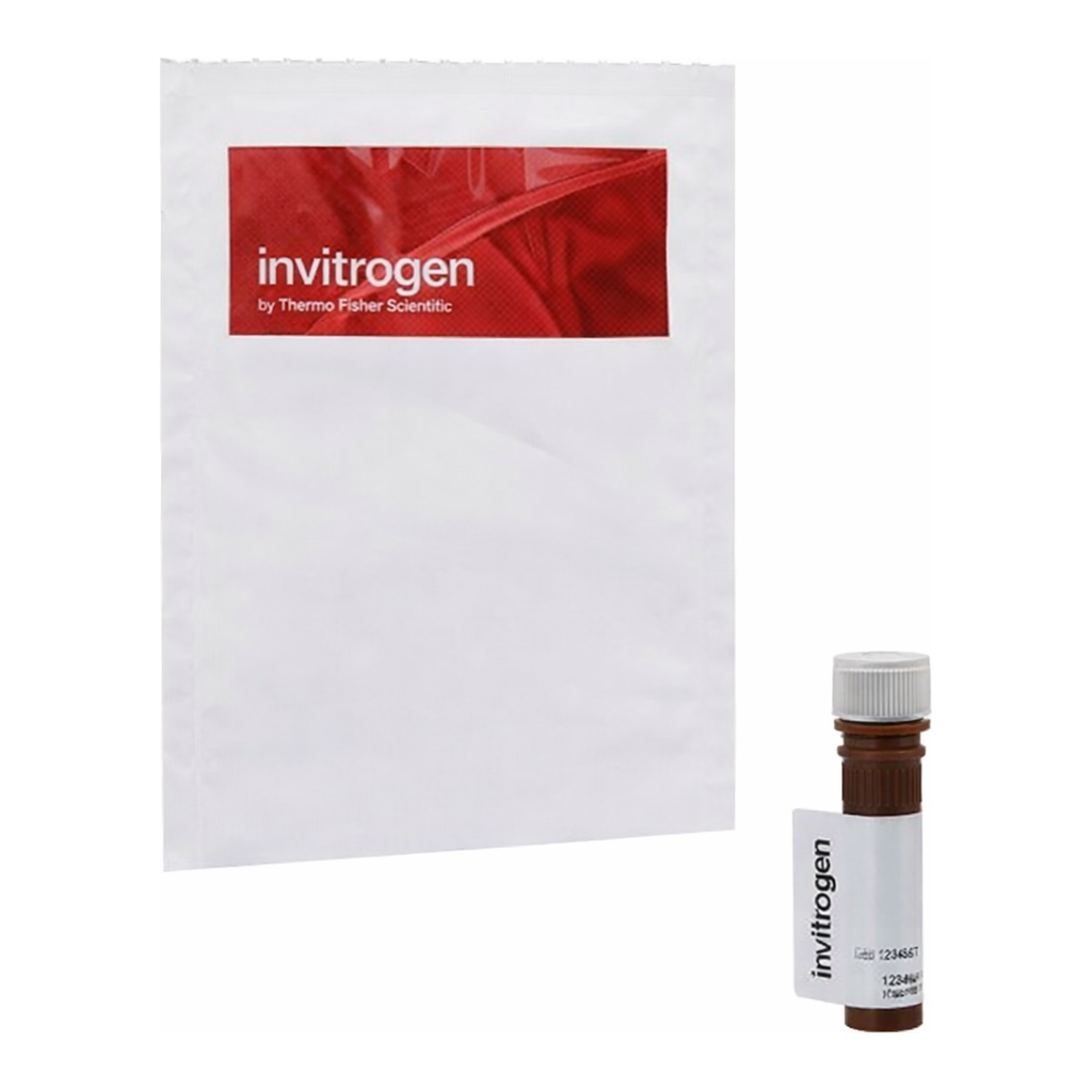 Thermo Fisher Scientific BODIPY FL DHPE (N-(4,4-Difluoro-5,7-Dimethyl-4-Bora-3a,4a-Diaza-s-Indacene-3-Propionyl)-1,2-Dihexadecanoyl-sn-Glycero-3-Phosphoethanolamine, Triethylammonium Salt)