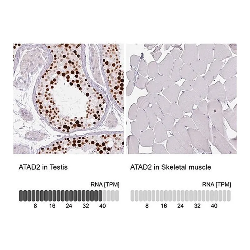 Merck Monoclonal Anti-ATAD2 antibody produced in mouse