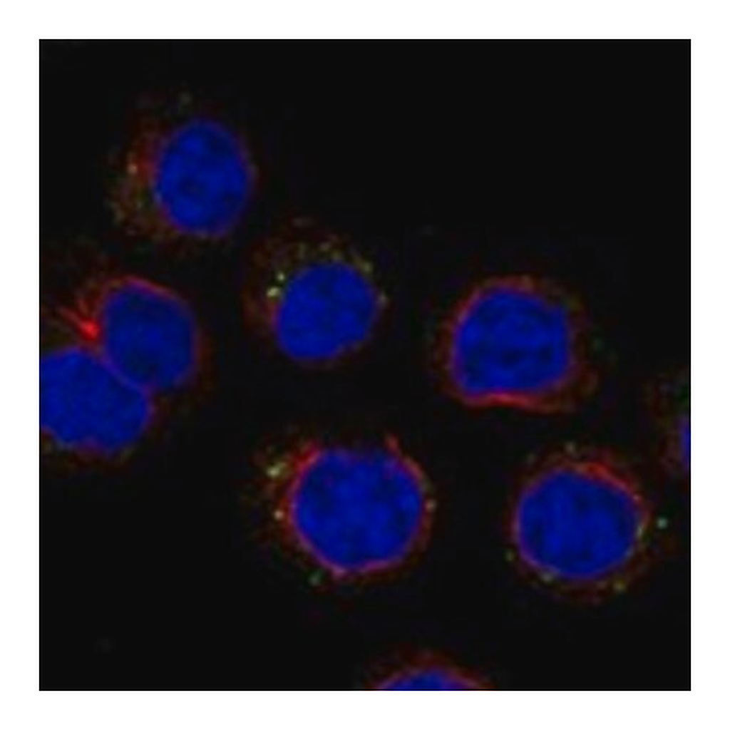 Merck Anti-CD300C antibody produced in rabbit
