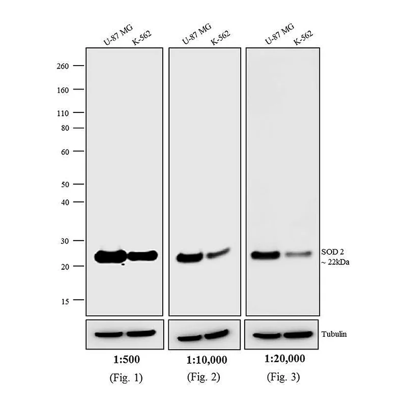 Thermo Fisher Scientific F(ab`)2-Donkey anti-Mouse IgG (H+L) Highly Cross-Adsorbed Secondary Antibody, HRP