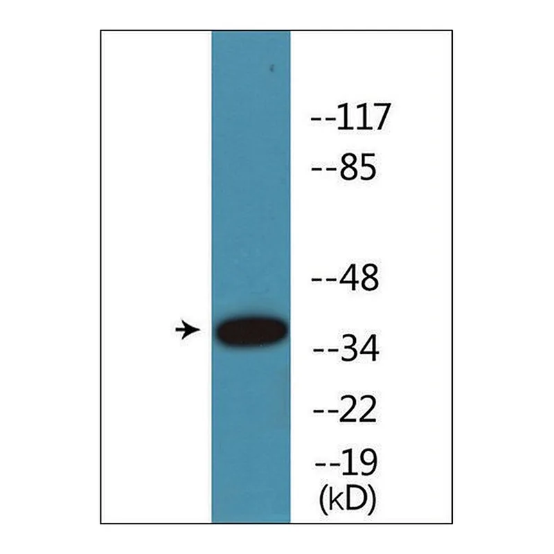 Merck Anti-phospho-CREB (pSer133) antibody produced in rabbit