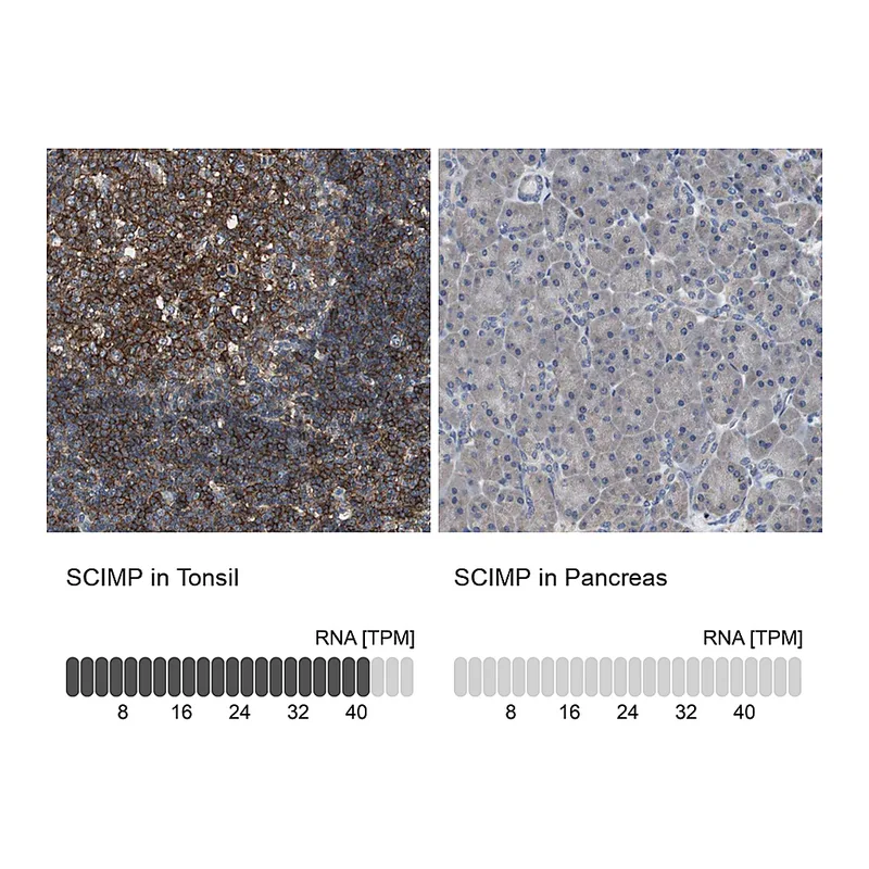 Atlas Antibodies Anti-SCIMP Antibody