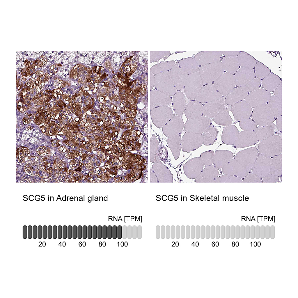 Atlas Antibodies Anti-SCG5 Antibody