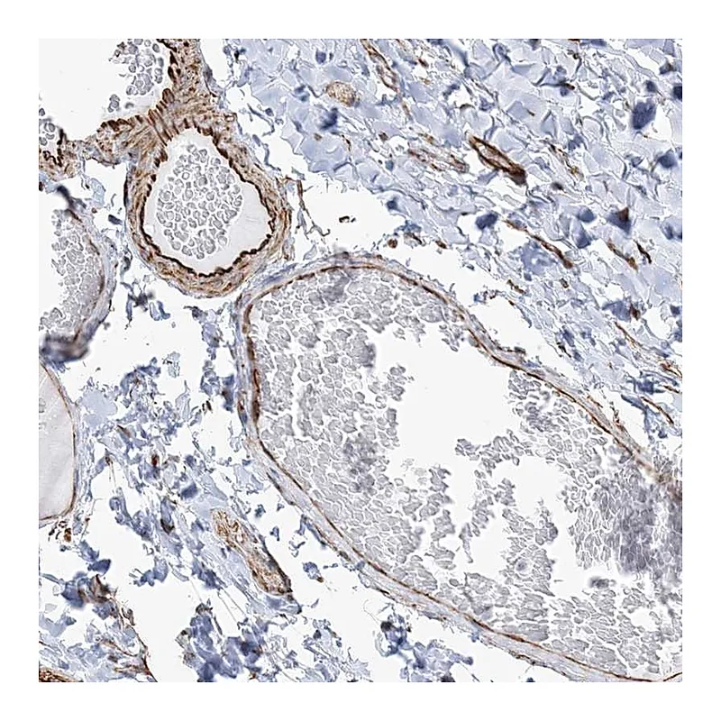 Atlas Antibodies Anti-SCLT1 Antibody