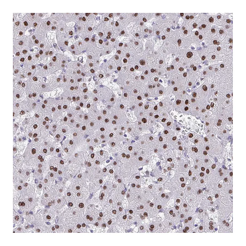 Atlas Antibodies Anti-SCLY Antibody