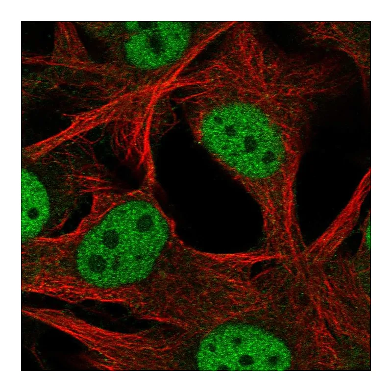 Atlas Antibodies Anti-SCML4 Antibody