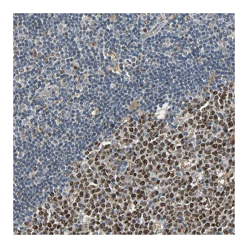 Atlas Antibodies Anti-SCN7A Antibody