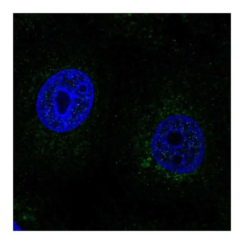 Atlas Antibodies Anti-SCO2 Antibody