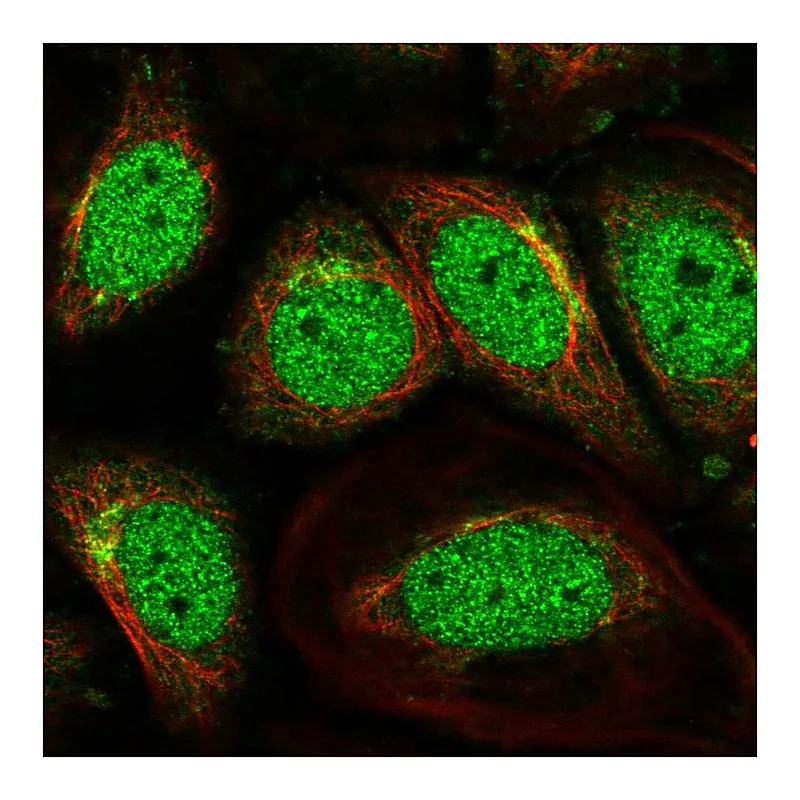 Atlas Antibodies Anti-SCOC Antibody