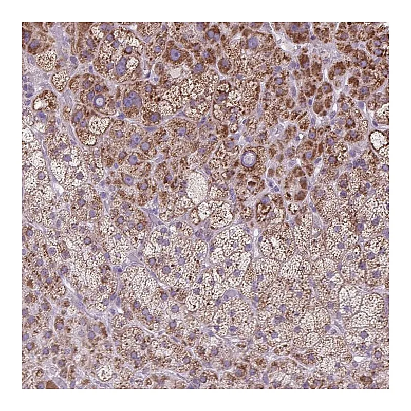 Atlas Antibodies Anti-SCO2 Antibody