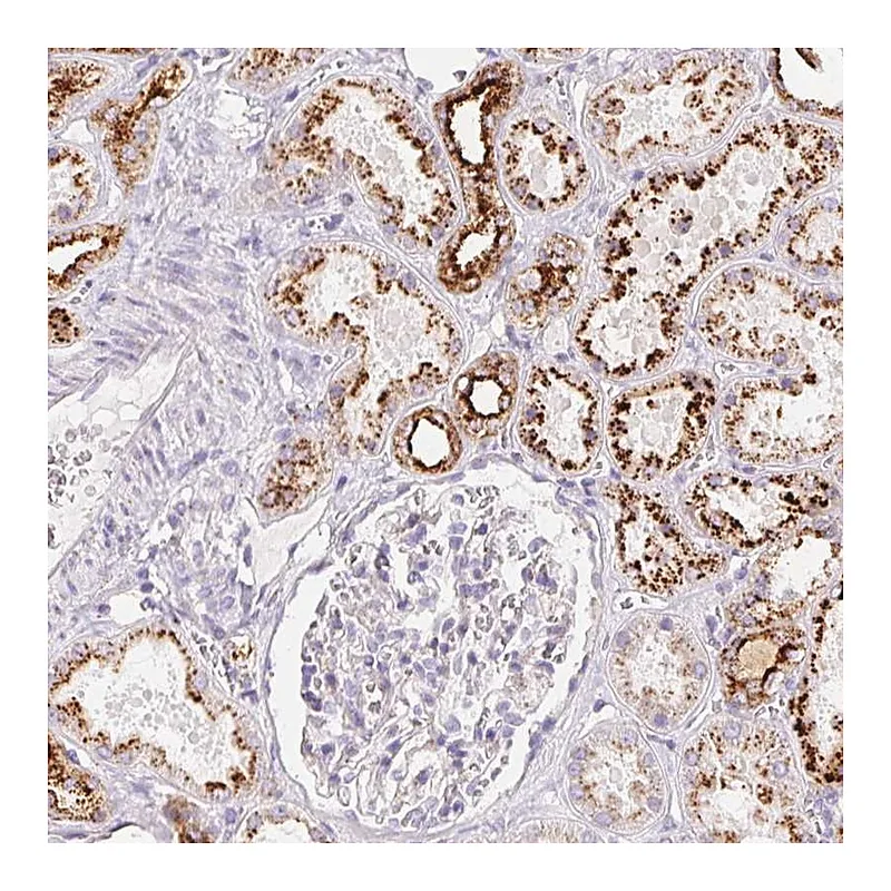 Atlas Antibodies Anti-SCPEP1 Antibody