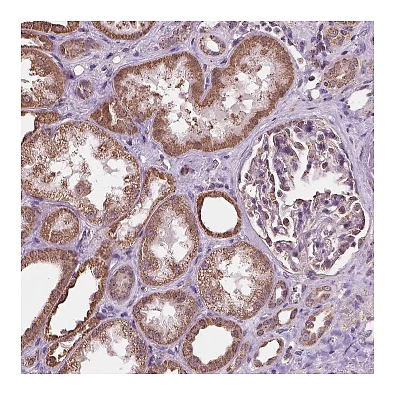 Atlas Antibodies Anti-SCOC Antibody