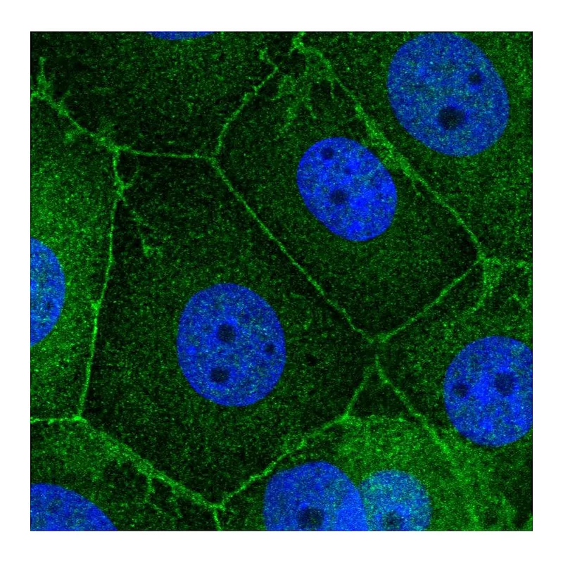 Atlas Antibodies Anti-SCRIB Antibody