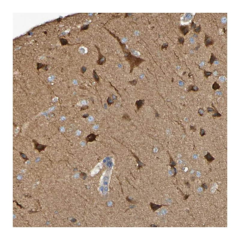 Atlas Antibodies Anti-SCRG1 Antibody