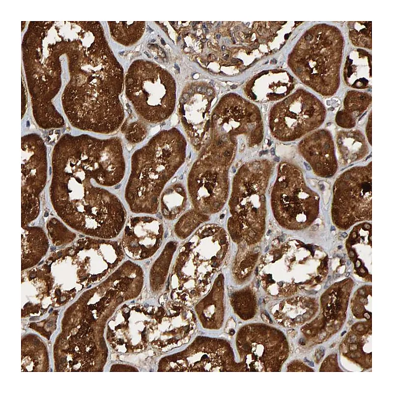 Atlas Antibodies Anti-SCRN2 Antibody