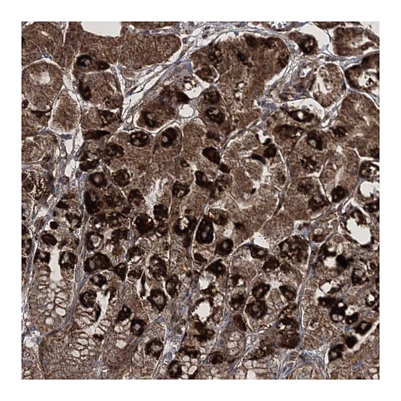 Atlas Antibodies Anti-SCRN3 Antibody